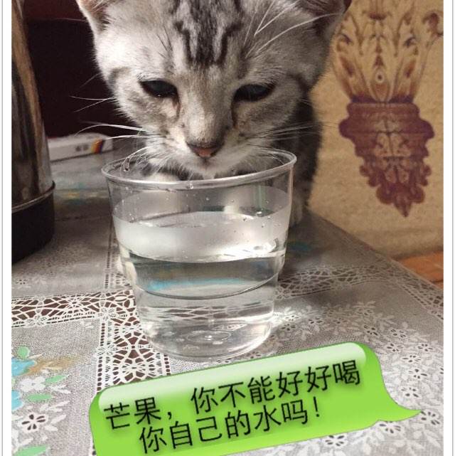 哪里能办理穆迪圣经学院文凭毕业证